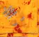 Saree Poliéster Bordado com Miçangas